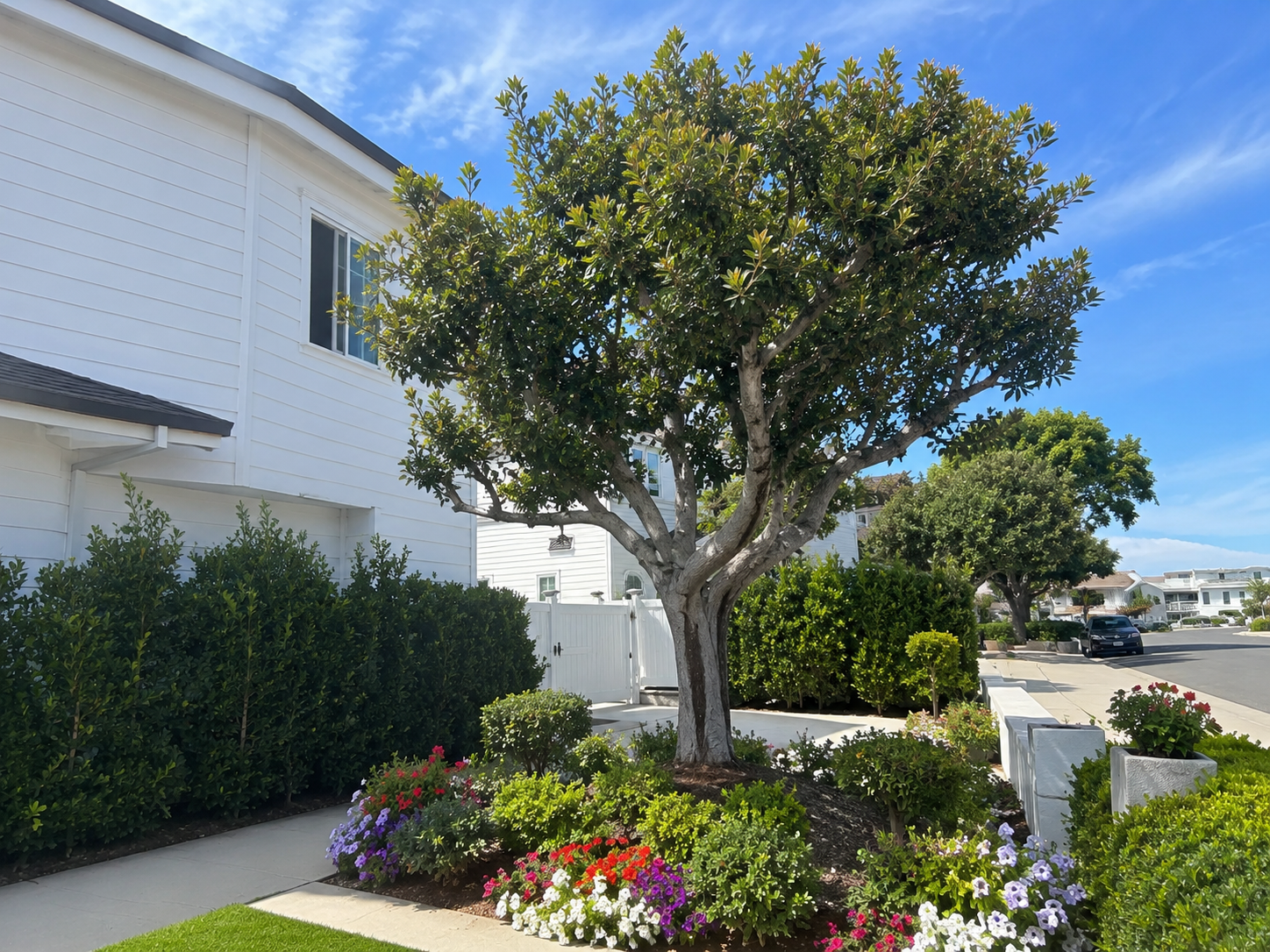 Tree service by Javier Construction