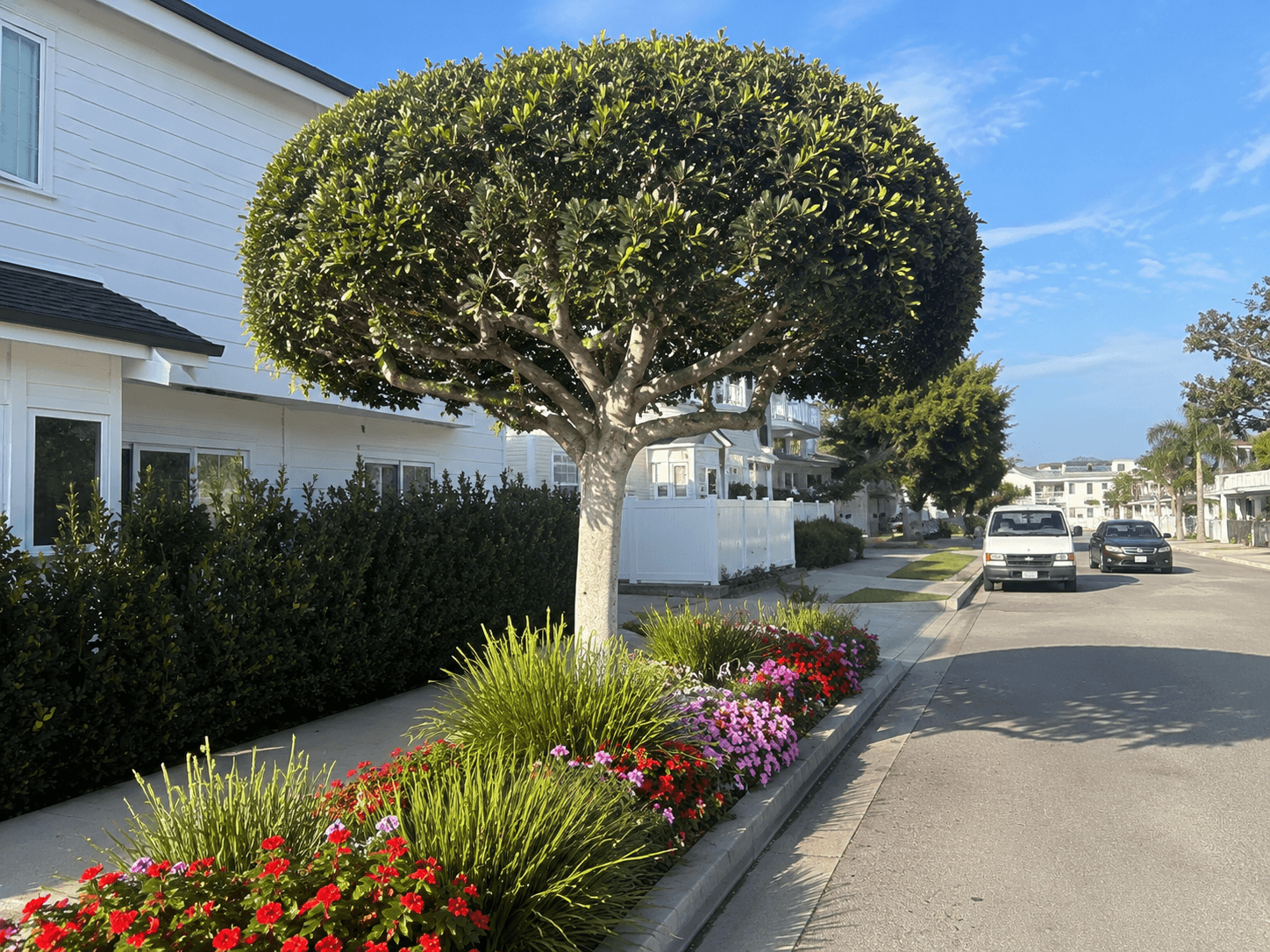 Tree trimming services by Javier Construction